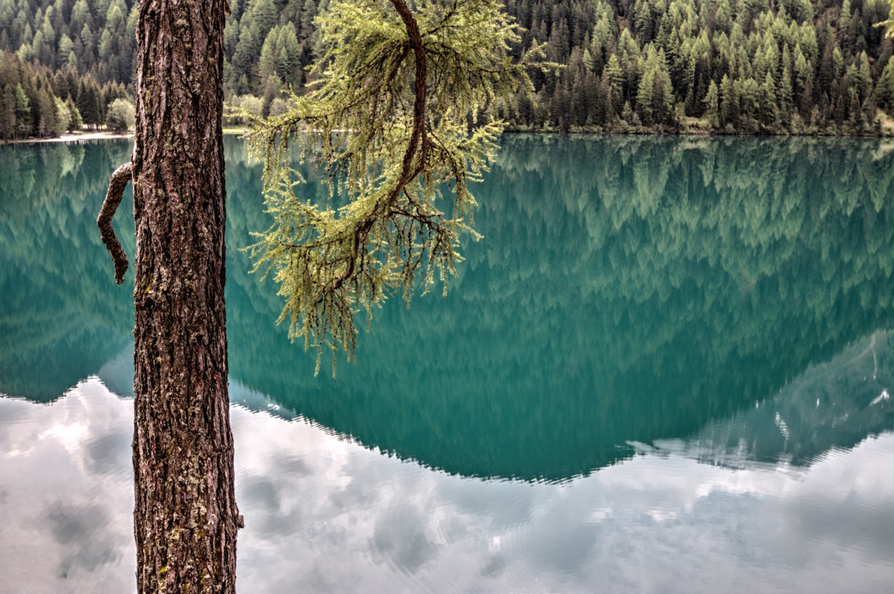 Nature photo