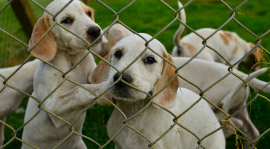 Puppies outdoors in a fenced yard.