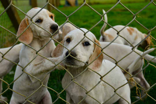 Puppies outdoors in a fenced yard.